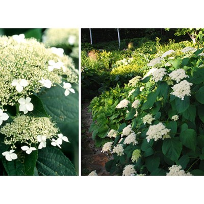 Гортензия древовидная Уайт Дом - Дардом Гортензия древовидная Уайт Дом - Дардом