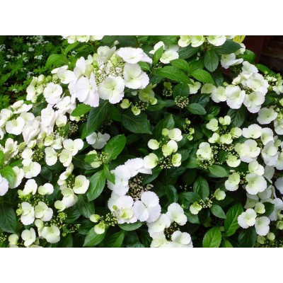 Гортензия гибридная Белоснежка - Невеста - Сбежавшая невеста Гортензия гибридная Белоснежка - Невеста - Сбежавшая невеста
