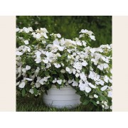 Гортензия гибридная Белоснежка - Невеста - Сбежавшая невеста