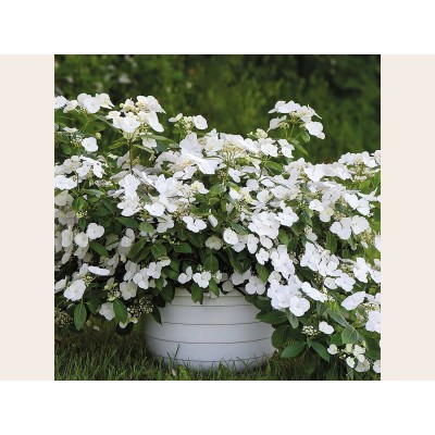 Гортензия гибридная Белоснежка - Невеста - Сбежавшая невеста Гортензия гибридная Белоснежка - Невеста - Сбежавшая невеста