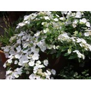Гортензия гибридная Белоснежка - Невеста - Сбежавшая невеста