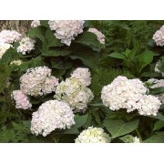 Гортензия крупнолистная Эндлесс Саммер Блашин Брайд