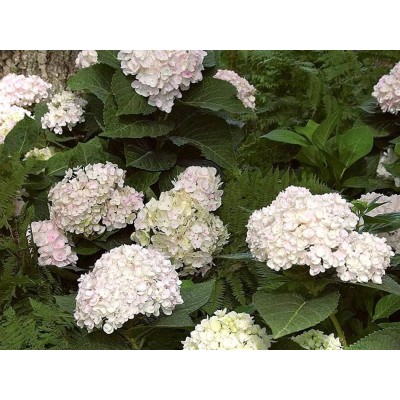 Гортензия крупнолистная Эндлесс Саммер Блашин Брайд Гортензия крупнолистная Эндлесс Саммер Блашин Брайд