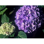 Гортензия крупнолистная Эндлесс Саммер Блумстар