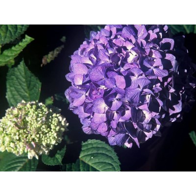 Гортензия крупнолистная Блумстар голубая Гортензия крупнолистная Блумстар голубая