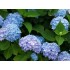 Гортензия крупнолистная Блумстар голубая Гортензия крупнолистная Блумстар голубая