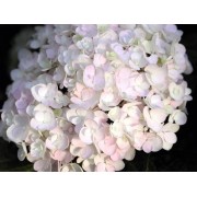 Гортензия крупнолистная Эндлесс Саммер Блашин Брайд