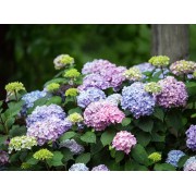 Гортензия крупнолистная Эндлесс Саммер Блумстар