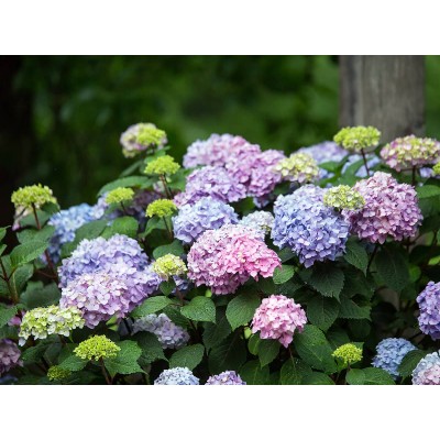 Гортензия крупнолистная Эндлесс Саммер Блумстар Гортензия крупнолистная Эндлесс Саммер Блумстар