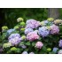 Гортензия крупнолистная Эндлесс Саммер Блумстар Гортензия крупнолистная Эндлесс Саммер Блумстар