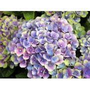 Гортензия крупнолистная Мэджикал Аметист Блау