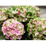 Гортензия крупнолистная Мэджикал Аметист - Хокоматист – Роуз