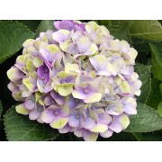 Гортензия крупнолистная Мэджикал Аметист - Хокоматист – Роуз