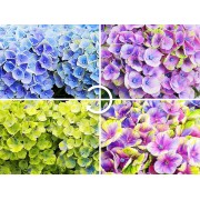 Гортензия крупнолистная Мэджикал Аметист Блау