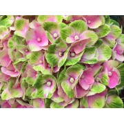 Гортензия крупнолистная Мэджикал Аметист - Хокоматист – Роуз