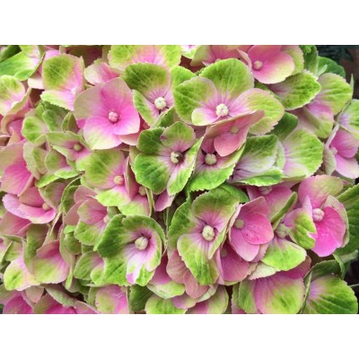 Гортензия крупнолистная Мэджикал Аметист - Хокоматист – Роуз Гортензия крупнолистная Мэджикал Аметист - Хокоматист – Роуз