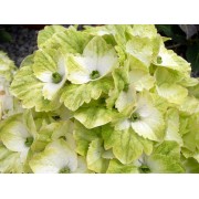 Гортензия крупнолистная Мэджикал Ноблес