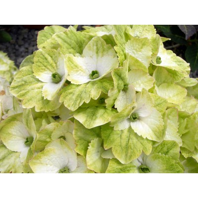 Гортензия крупнолистная Мэджикал Ноблес Гортензия крупнолистная Мэджикал Ноблес