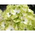 Гортензия крупнолистная Мэджикал Ноблес Гортензия крупнолистная Мэджикал Ноблес