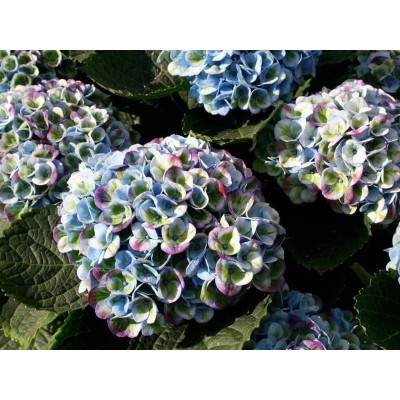 Гортензия крупнолистная Мэджикал Революшен Блау Гортензия крупнолистная Мэджикал Революшен Блау