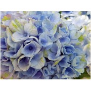 Гортензия крупнолистная Мэджикал Революшен Блау