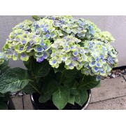 Гортензия крупнолистная Мэджикал Аметист Блау