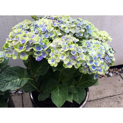 Гортензия крупнолистная Мэджикал Аметист Блау Гортензия крупнолистная Мэджикал Аметист Блау