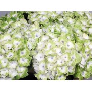 Гортензия крупнолистная Мэджикал Ноблес