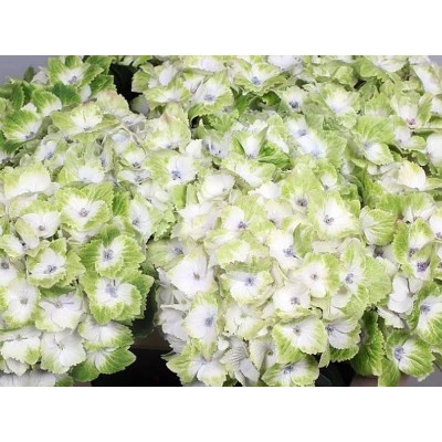 Гортензия крупнолистная Мэджикал Ноблес Гортензия крупнолистная Мэджикал Ноблес