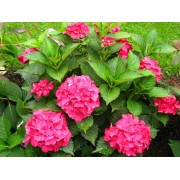 Гортензия крупнолистная Ред Сенсейшен