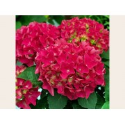 Гортензия крупнолистная Ред Сенсейшен