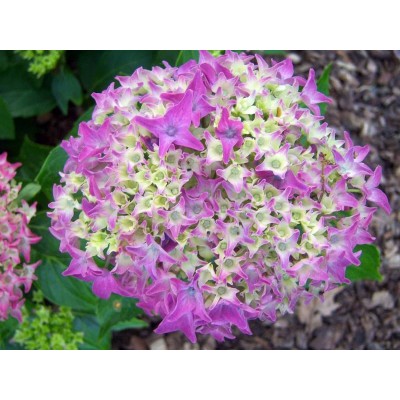 Гортензия крупнолистная Товелит Гортензия крупнолистная Товелит