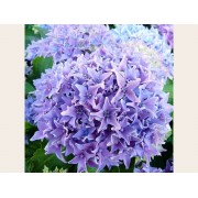 Гортензия крупнолистная Товелит