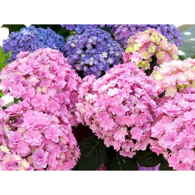 Гортензия крупнолистная Ю энд Ми Тугезе Гортензия крупнолистная Ю энд Ми Тугезе