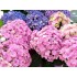 Гортензия крупнолистная Ю энд Ми Тугезе Гортензия крупнолистная Ю энд Ми Тугезе