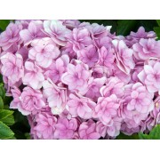 Гортензия крупнолистная Ю энд Ми Тугезе