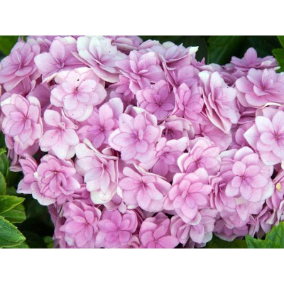 Гортензия крупнолистная Ю энд Ми Тугезе Гортензия крупнолистная Ю энд Ми Тугезе