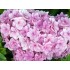 Гортензия крупнолистная Ю энд Ми Тугезе Гортензия крупнолистная Ю энд Ми Тугезе