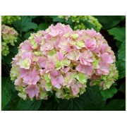 Гортензия крупнолистная Ю энд Ми Тугезе