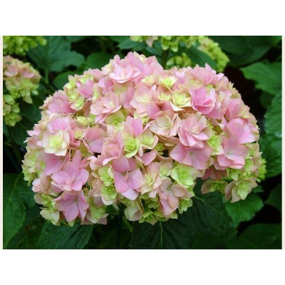 Гортензия крупнолистная Ю энд Ми Тугезе Гортензия крупнолистная Ю энд Ми Тугезе