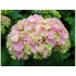 Гортензия крупнолистная Ю энд Ми Тугезе Гортензия крупнолистная Ю энд Ми Тугезе