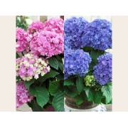 Гортензия крупнолистная Ю энд Ми Тугезе