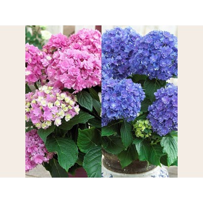 Гортензия крупнолистная Ю энд Ми Тугезе Гортензия крупнолистная Ю энд Ми Тугезе