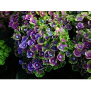 Гортензия крупнолистная Мэджикал Аметист Блау