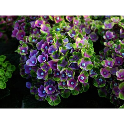 Гортензия крупнолистная Мэджикал Аметист Блау Гортензия крупнолистная Мэджикал Аметист Блау