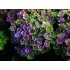 Гортензия крупнолистная Мэджикал Аметист Блау Гортензия крупнолистная Мэджикал Аметист Блау