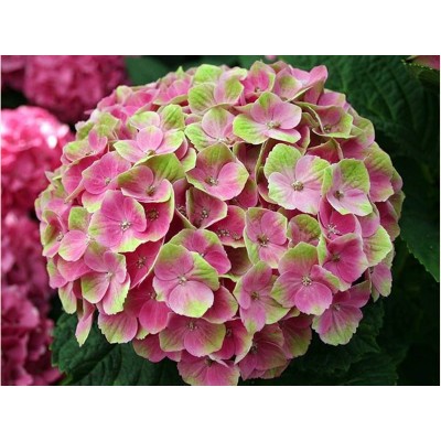 Гортензия крупнолистная Мэджикал Аметист - Хокоматист – Роуз Гортензия крупнолистная Мэджикал Аметист - Хокоматист – Роуз