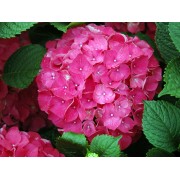 Гортензия крупнолистная Ред Сенсейшен