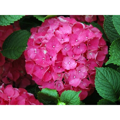 Гортензия крупнолистная Ред Сенсейшен Гортензия крупнолистная Ред Сенсейшен