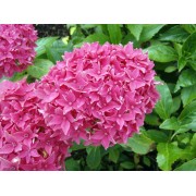 Гортензия крупнолистная Товелит